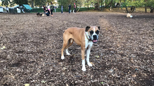 Park «Lake of the Isles Dog Park», reviews and photos, 2845 W Lake of the Isles Pkwy, Minneapolis, MN 55405, USA