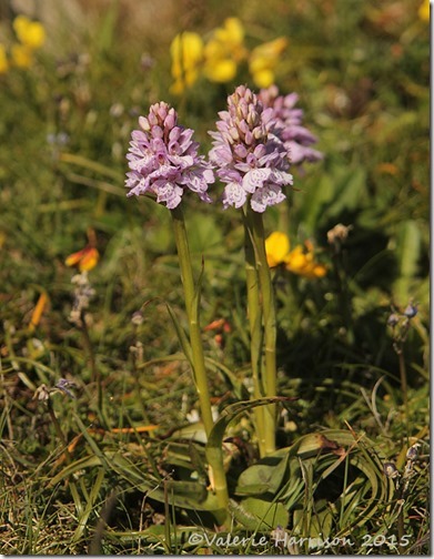 11-Early-Purple-orchid