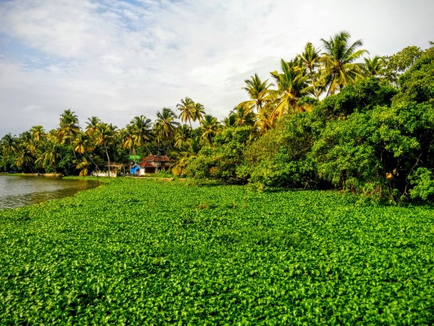Kochi backwaters as seen from Gramam Homestay, Kerala