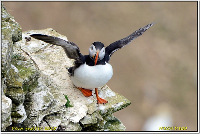 Bempton Cliffs RSPB - May