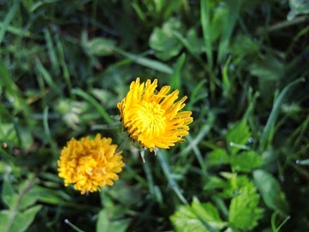 20150505_090305-dandilion