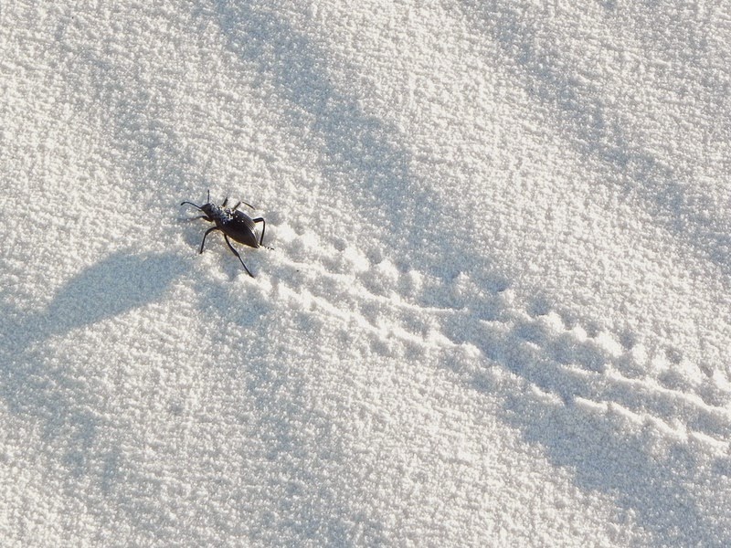 white-sands-national-monument-1