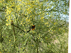 Ernie the Oriole visiting again