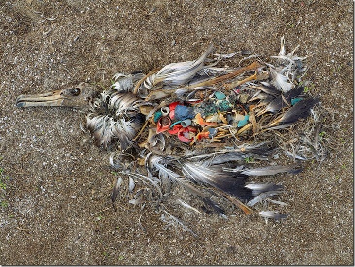 Albatross Killed By Excessive Plastic Ingestion In Midway Islands (North Pacific)
