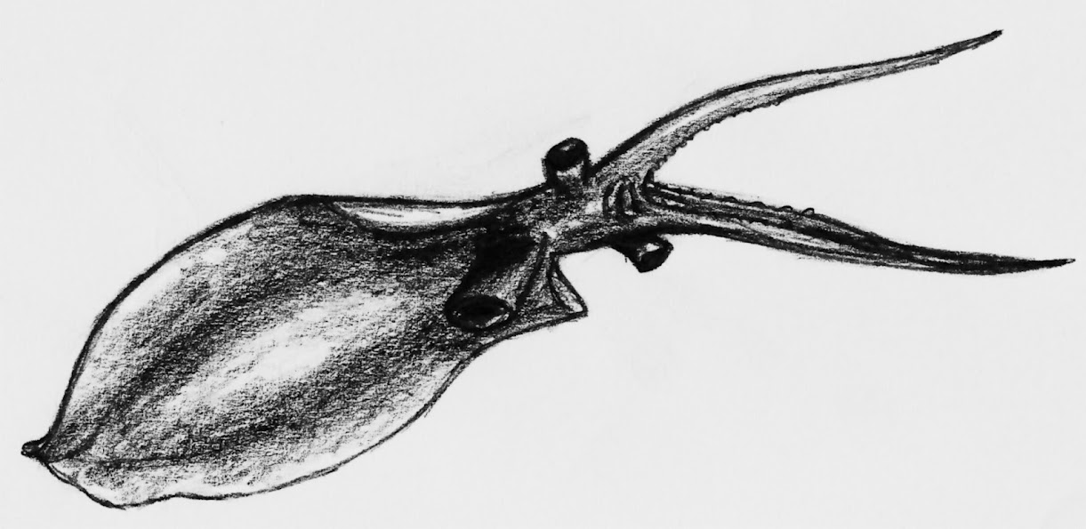 Nectocaris, the most primitive cephalopod known