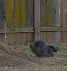 Skruffy running after Squirrel down on the ground