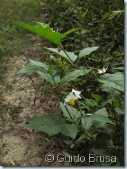 Solanum carolinense