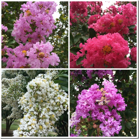 crepe-myrtles