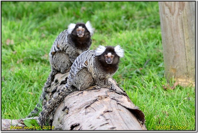 Yorkshire Wildlife Park - April