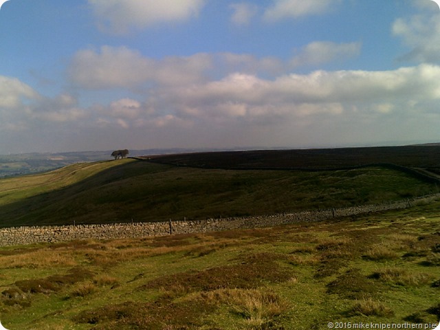 elephant trees long man 015
