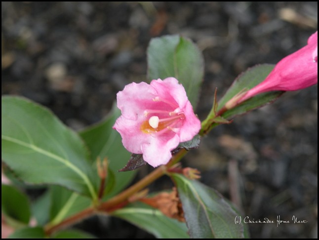 Mandevilla @ Chickadee Home Nest