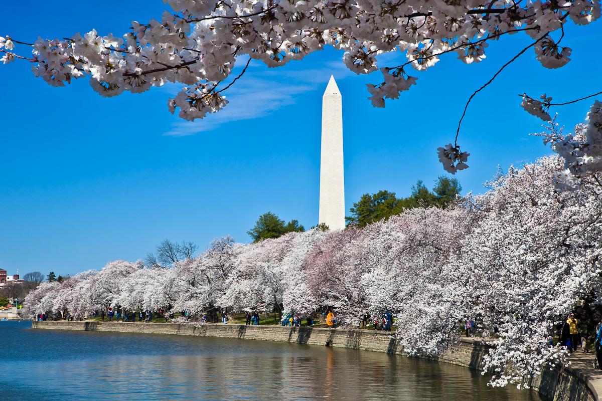 Cherry Blossoms   Washington