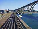 Seagull with Yaquina Bay Bridge in background