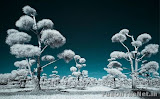 Infrared Photography Image