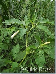 Datura stramonium