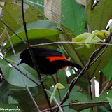 Bahía Drake - Costa Rica