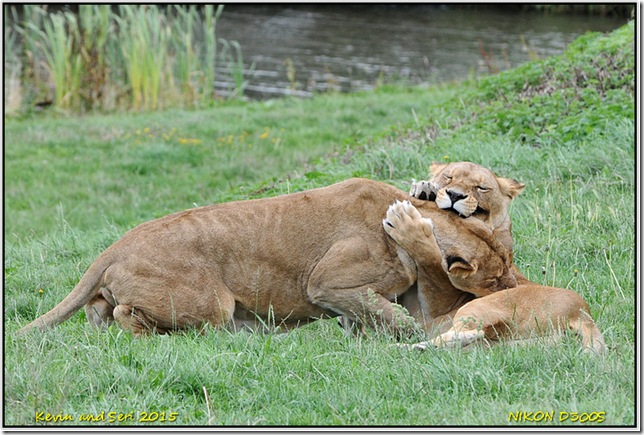 Yorkshire Wildlife Park - August