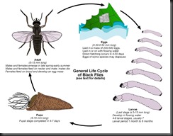 Adirondack-Black-Flies life cycle mapped out...makes me feel smarter...
