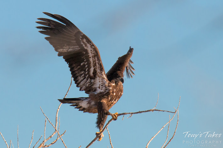 A juvenile Bald Eagle grasps a small branch in an attempt to land.  (© Tony’s Takes)