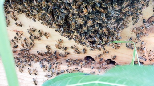 Bees on Hive
