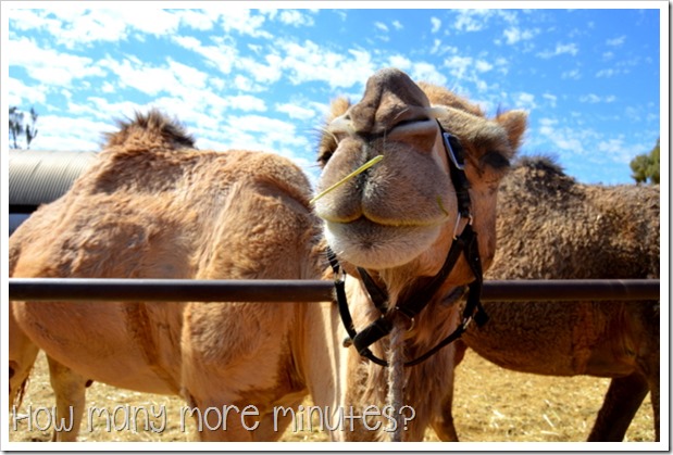 The Camel Farm at Yulara | How Many More Minutes?