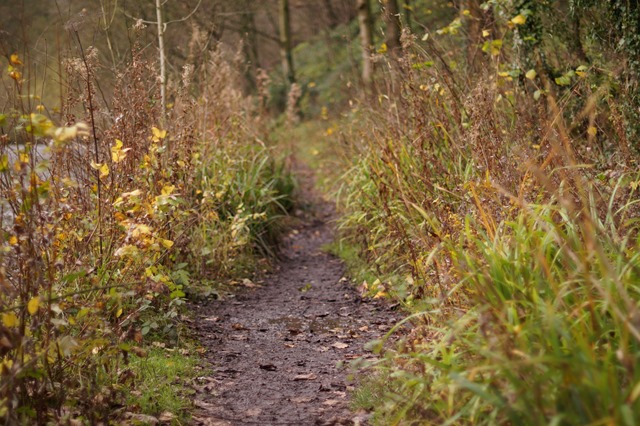 walking Cressbrook to Litton Mill