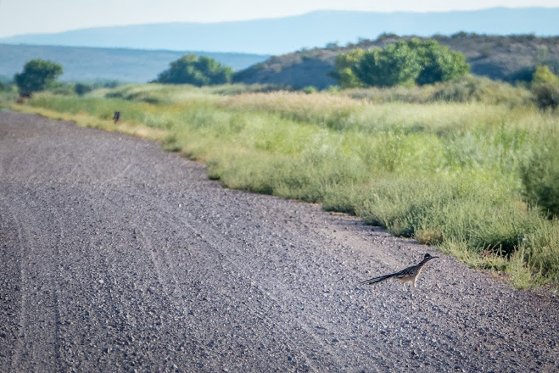 roadrunner on the road