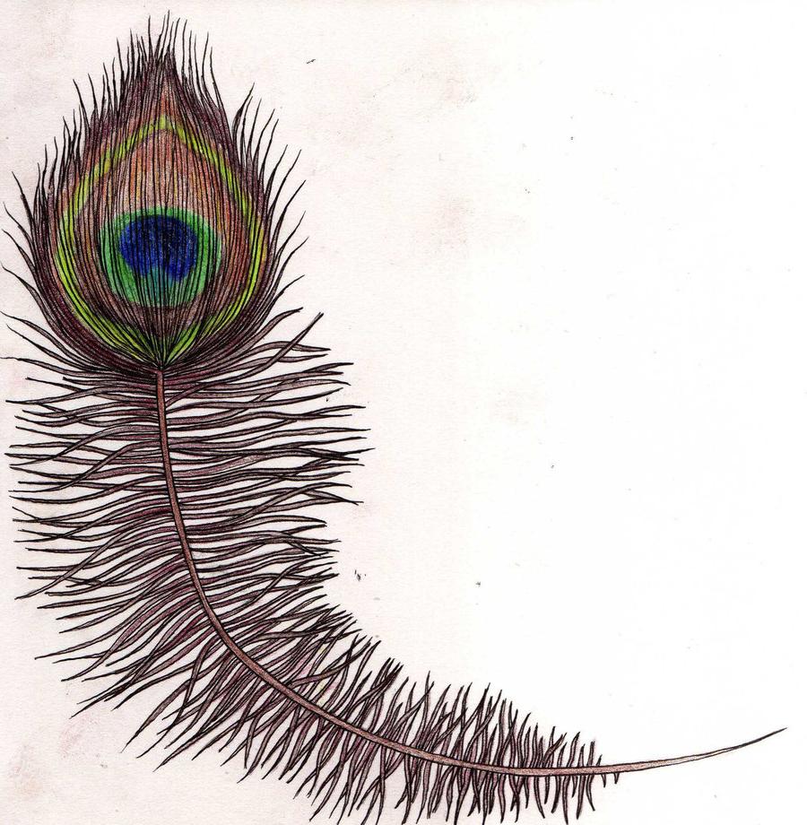 peacock feathers tattoo