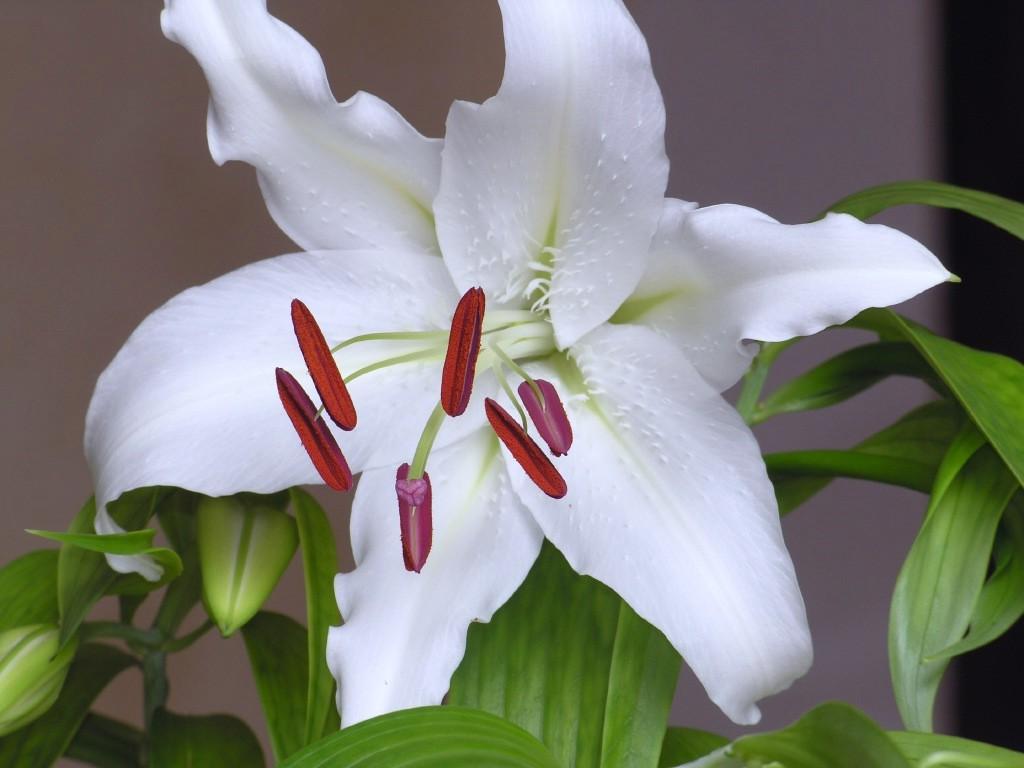 Hybrid lilies are just what