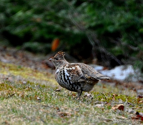 2. ruffed grouse-kab