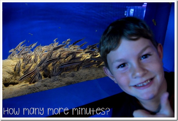 Townsville Aquarium | How Many More Minutes?