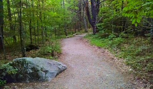 4. Bradbury Mountain 6-14-15 Summit trail