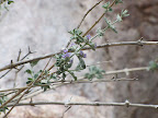Close-up "Unidentified"  Buehman Canyon 4/22