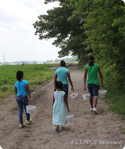 Strawberry picking 022