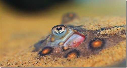 ARKive image GES034345 - Ocellate river stingray