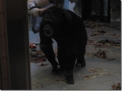 IMG_0245 Chimpanzee at the Oregon Zoo in Portland, Oregon on November 10, 2009