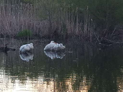 Nature Preserve «Murray Nature Center», reviews and photos, 5044 Lucky Clover Ln, Taylorsville, UT 84123, USA