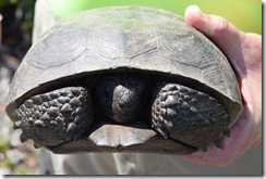 Gopher tortoise at LP WA 2