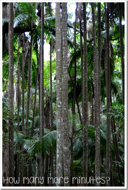 Sea Acres Rainforest Centre in Port Macquarie | How Many More Minutes?