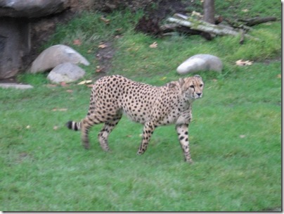 IMG_0367 Cheetah at the Oregon Zoo in Portland, Oregon on November 10, 2009