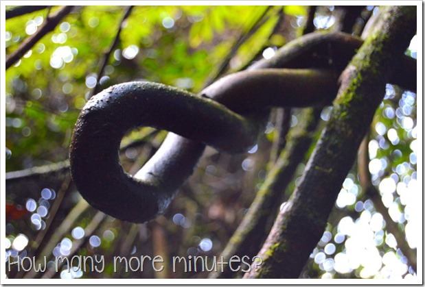 Dorrigo National Park | How Many More Minutes?