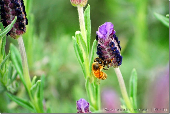 Bee   Lavender 3