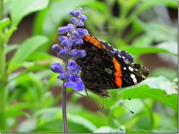 RedAdmiral_curled_proboscis