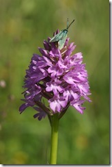 Pyramidal Orchid with Forester Moth