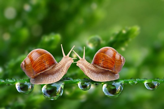 [two-snails%255B3%255D.jpg]