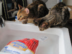 Turkey hunting in the sink 11/22/10