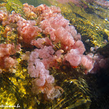 Clavigera macarena, a planta (não é alga) que dá o colorido ao Caño Cristales - La  Macarena, Colômbia