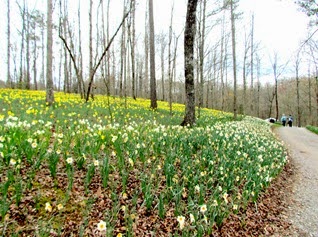 1503256 Mar 26 Daffodils Cover The Hills