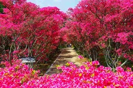 Festival das Azaleias