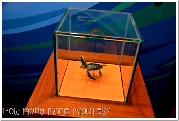 Mon Repos Turtle Centre | How Many More Minutes?